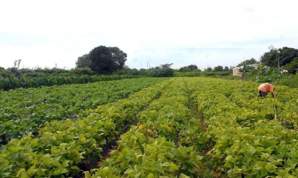 Corte em subvenção do governo desenha mais um ano negativo para o seguro rural