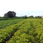 Redução de subvenção do governo ameaça futuro do seguro rural