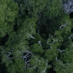 Tecnologia de IA transforma a preservação de florestas tropicais