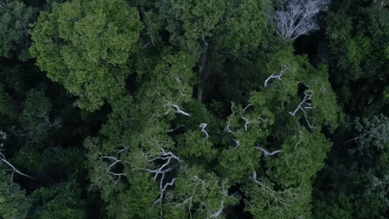 Tecnologia de IA transforma a preservação de florestas tropicais