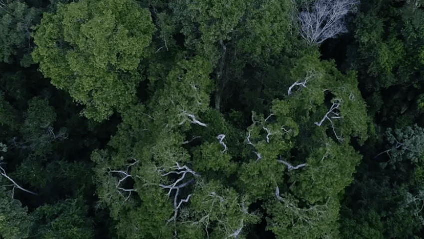 Tecnologia de IA transforma a preservação de florestas tropicais