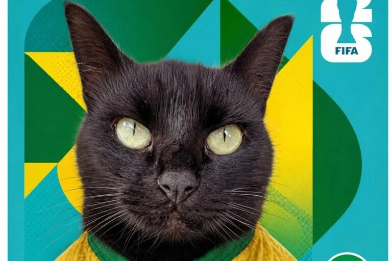 Gato vidente que acertou jogos do Brasil faz novo palpite contra Japão