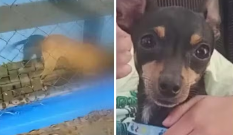 Vídeo mostra ataque de pitbull que matou cachorro da raça pinscher