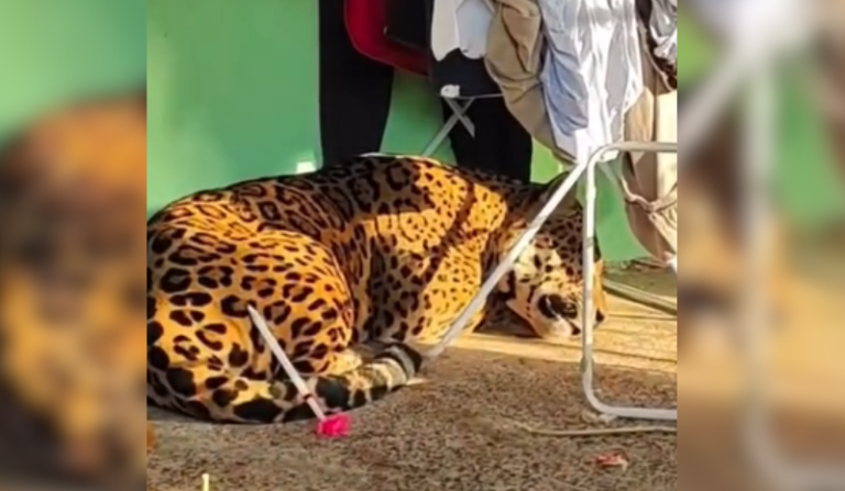 morador abre a porta de casa e dá de cara com onça-pintada de 75 quilos
