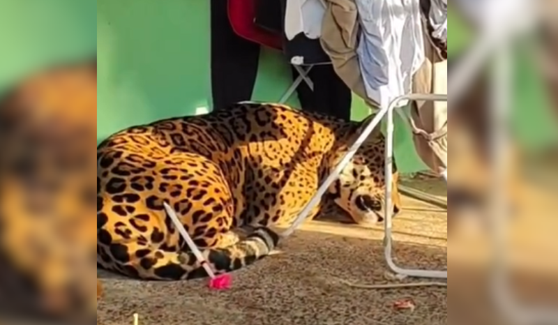 morador abre a porta de casa e dá de cara com onça-pintada de 75 quilos