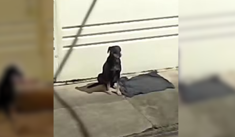 cão abandonado após mudança fica 4 dias em frente de casa e é adotado
