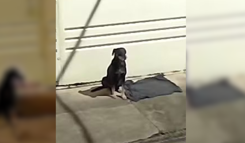 cão abandonado após mudança fica 4 dias em frente de casa e é adotado