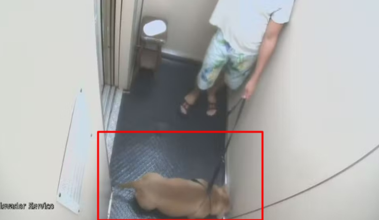homem é indiciado por matar o próprio pitbull afogado em mar