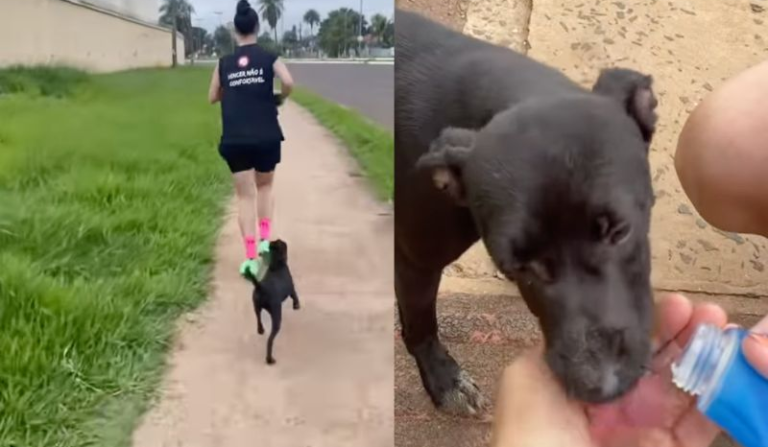 cachorrinha acompanha casal por 7 km durante corrida e é adotada