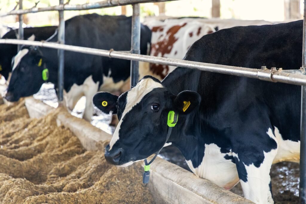 Brasil inova com vacas monitoradas por IA como garantia de crédito