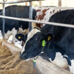 Brasil inova com vacas monitoradas por IA como garantia de crédito