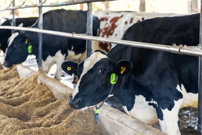 Brasil inova com vacas monitoradas por IA como garantia de crédito