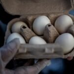 EUA convocam recall de 1,6 milhão de ovos devido à salmonela