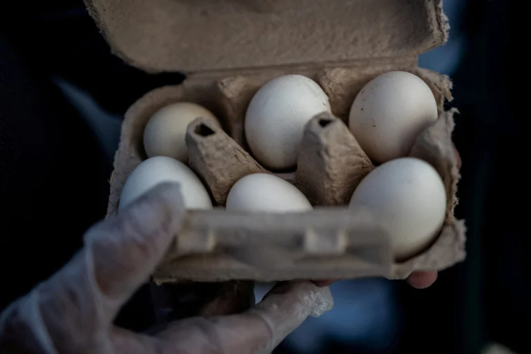 EUA convocam recall de 1,6 milhão de ovos devido à salmonela