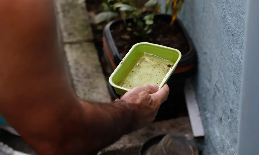 El Niño eleva risco de chikungunya e dengue no Brasil