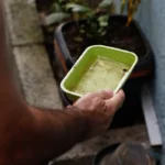 El Niño eleva risco de chikungunya e dengue no Brasil