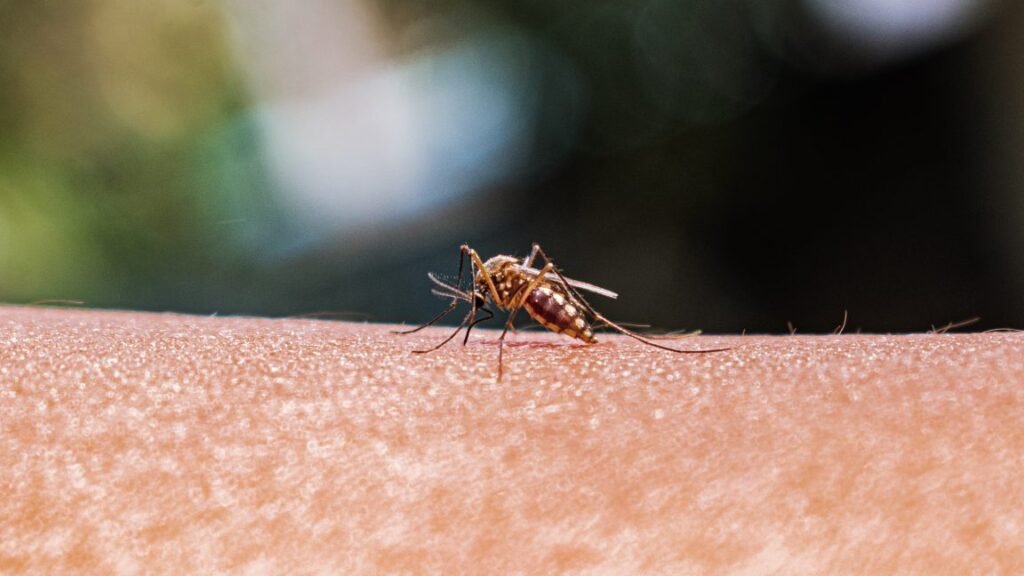 Expansão de Mosquitos Exige Monitoramento Eficaz para Prevenção de Doenças