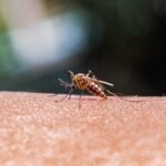 Expansão de Mosquitos Exige Monitoramento Eficaz para Prevenção de Doenças Expansão de Mosquitos Exige Monitoramento Eficaz para Prevenção de Doenças