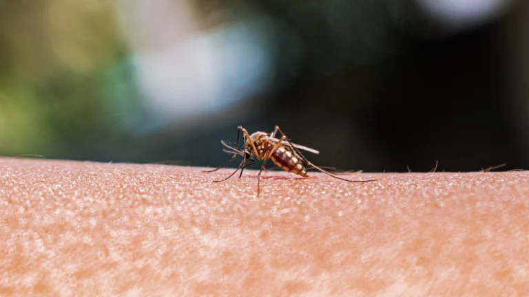 Expansão de Mosquitos Exige Monitoramento Eficaz para Prevenção de Doenças