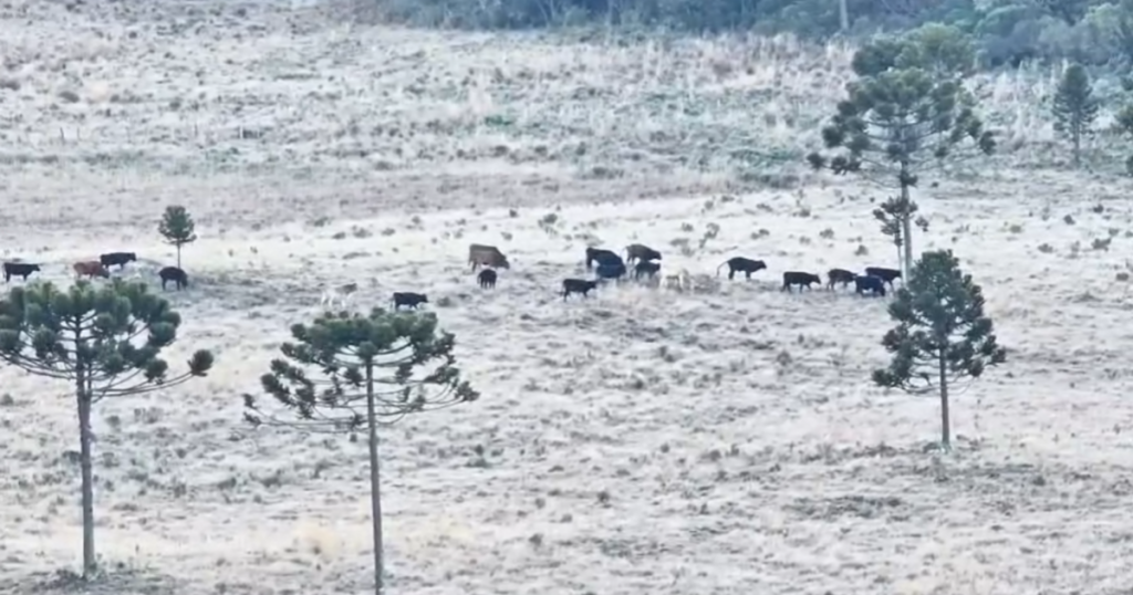 Vídeo: Serra Catarinense tem cena inusitada com gados em campos congelados