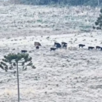 Gados em Campos Congelados: Cena Inusitada na Serra Catarinense