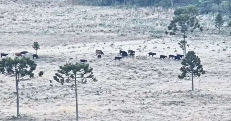 Vídeo: Serra Catarinense tem cena inusitada com gados em campos congelados