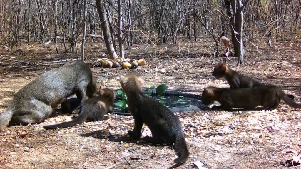 Gato-mourisco é avistado em fazenda no interior do RJ