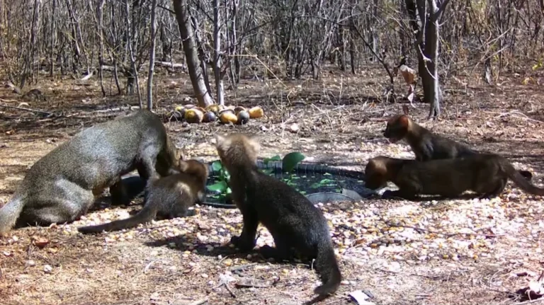 Gato-mourisco é avistado em fazenda no interior do RJ