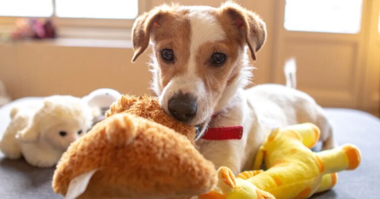 O que muda para os pets durante as férias escolares