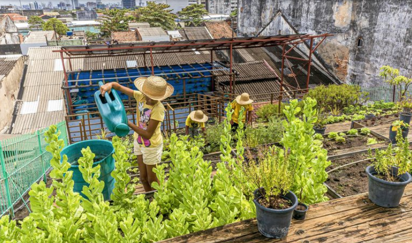 Curso gratuito ensina o passo-a-passo para fazer uma horta comunitária