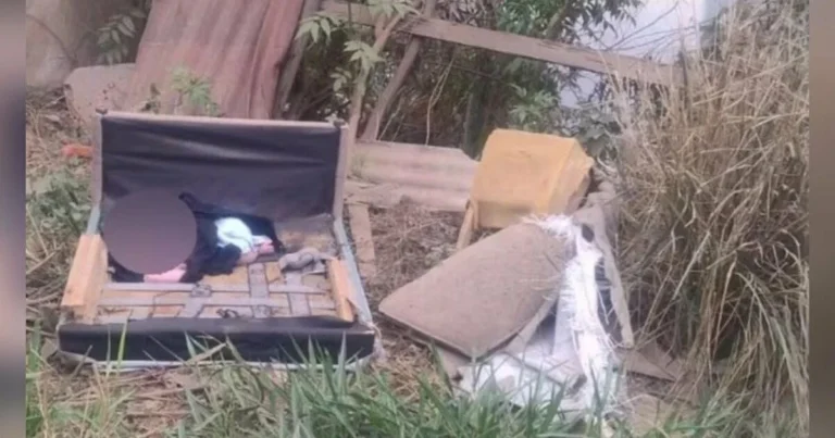 Latidos de cadela salvam recém-nascido abandonado em sofá velho