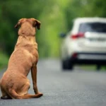 Câmara aprova perda da CNH para abandono de animais em veículos