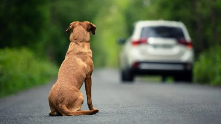 Câmara aprova perda da CNH para abandono de animais em veículos