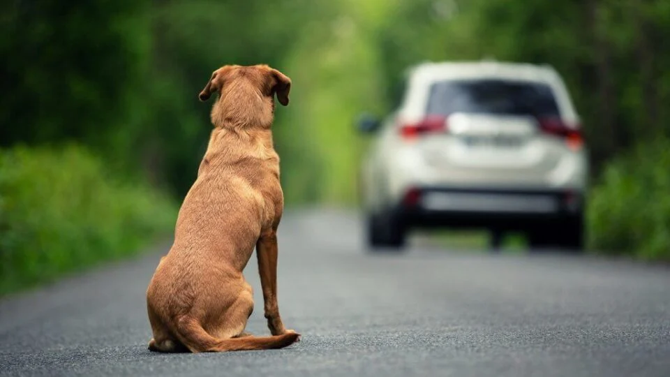 Câmara aprova perda da CNH para abandono de animais em veículos