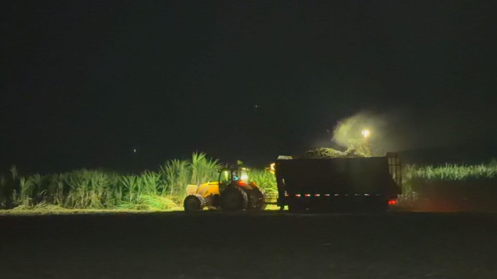 Colheita de cana-de-açúcar em SP exige trabalho em três turnos