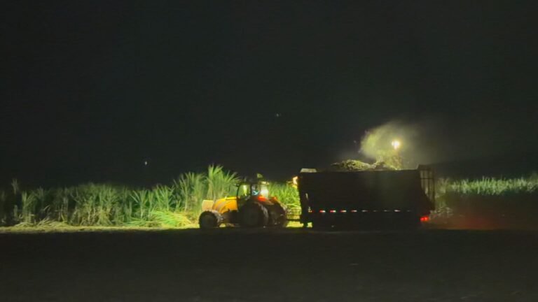 Colheita de cana-de-açúcar em SP exige trabalho em três turnos