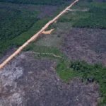 Desmatamento na Mata Atlântica e Pampa atinge recorde em 2025