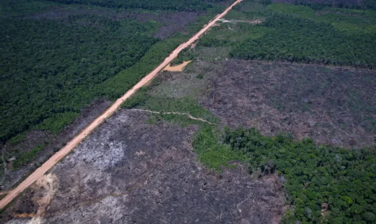 Desmatamento na Mata Atlântica e Pampa atinge recorde em 2025