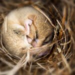 Efeito da hibernação em camundongos provoca perda de sinapses