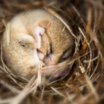 Efeito da hibernação em camundongos provoca perda de sinapses Efeito da hibernação em camundongos provoca perda de sinapses