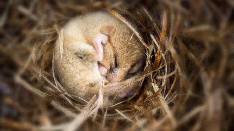 Efeito da hibernação em camundongos provoca perda de sinapses