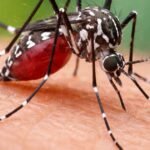 Estudo revela que IA prevê internações por dengue com até 8 semanas de antecedência