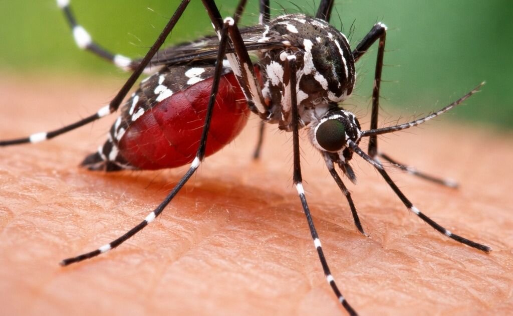 IA pode antecipar internações por dengue em até oito semanas, aponta pesquisa