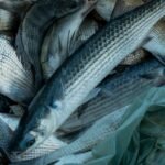 Estudo revela que peixes possuem ‘impressão digital’ geográfica