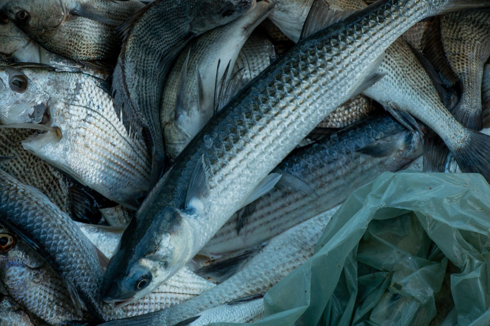 Estudo revela que peixes possuem 'impressão digital' geográfica