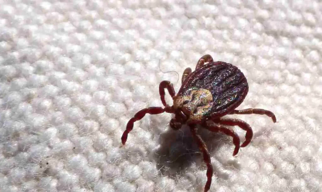 Febre maculosa em SP: 18 óbitos confirmados em 19 casos