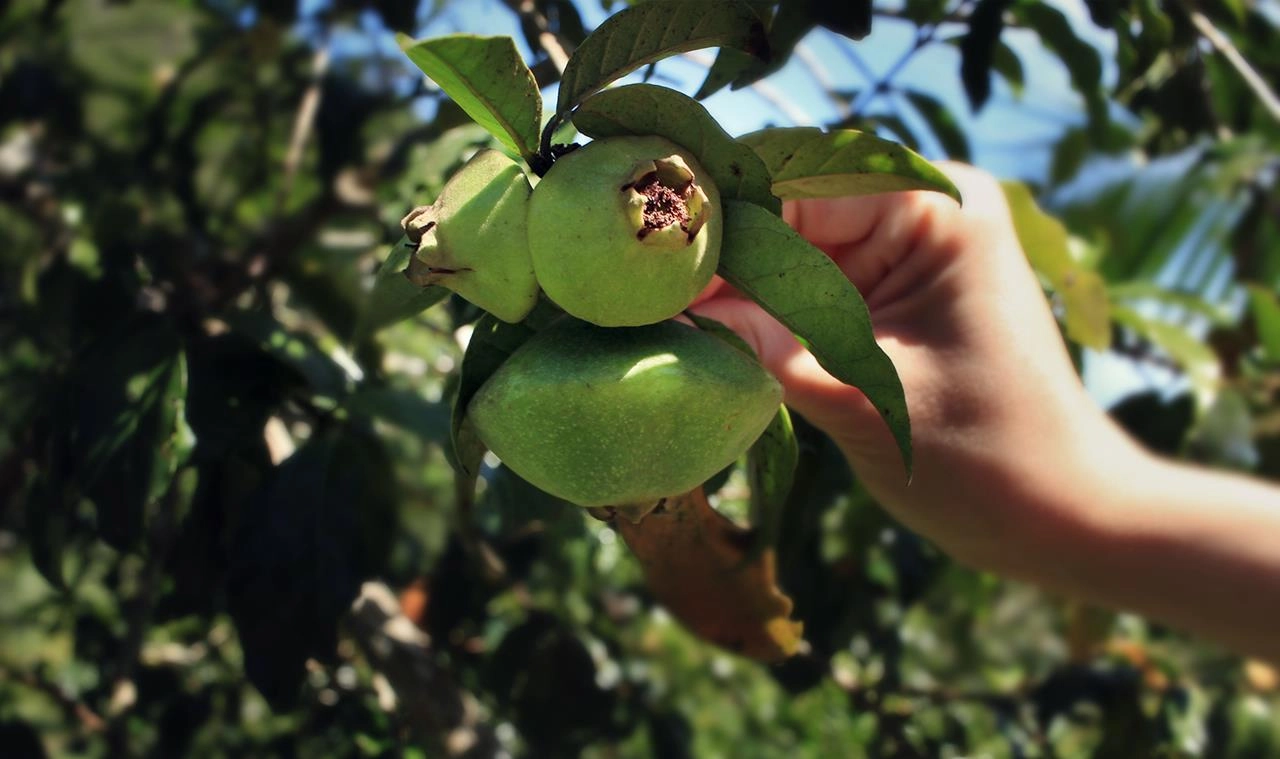 Fruta brasileira reduz inflamações, revela estudo da USP