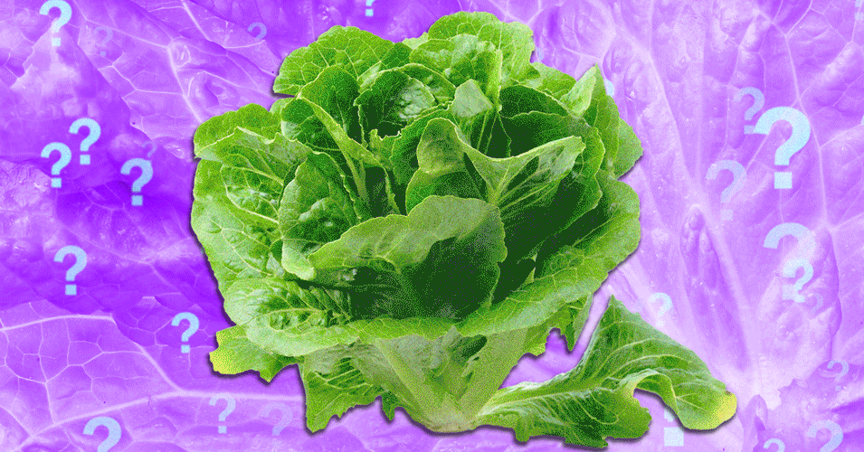 Lettuce Safety: Is It Safe to Consume Now?