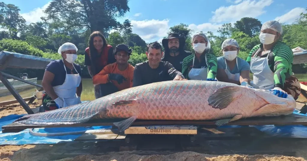 Pirarucu gigante de 2,46 metros é capturado em Rondônia