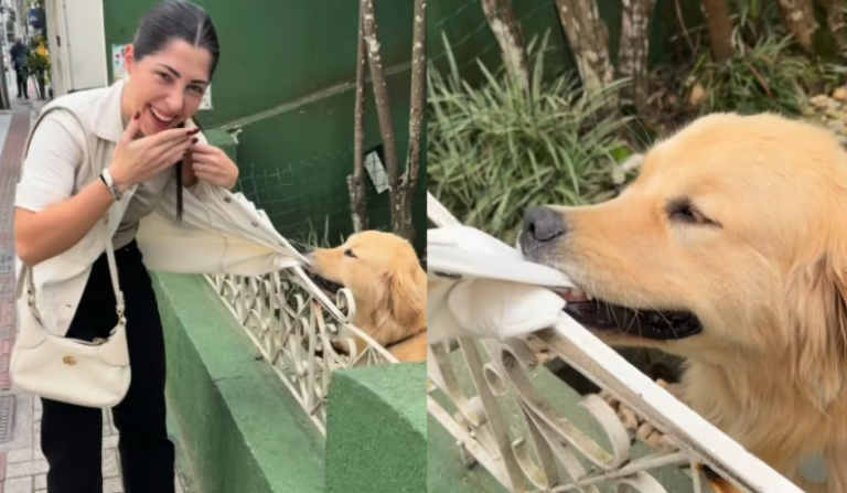 Conheça o golden retriever que agarrou roupa de noiva e virou atração; VEJA